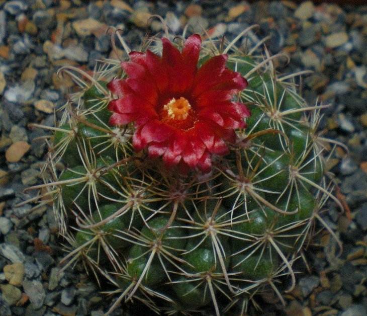 Parodia yamparaezii