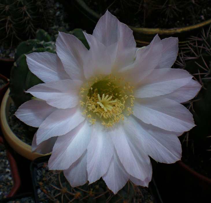 Echinopsis subdenudata-цветок.jpg