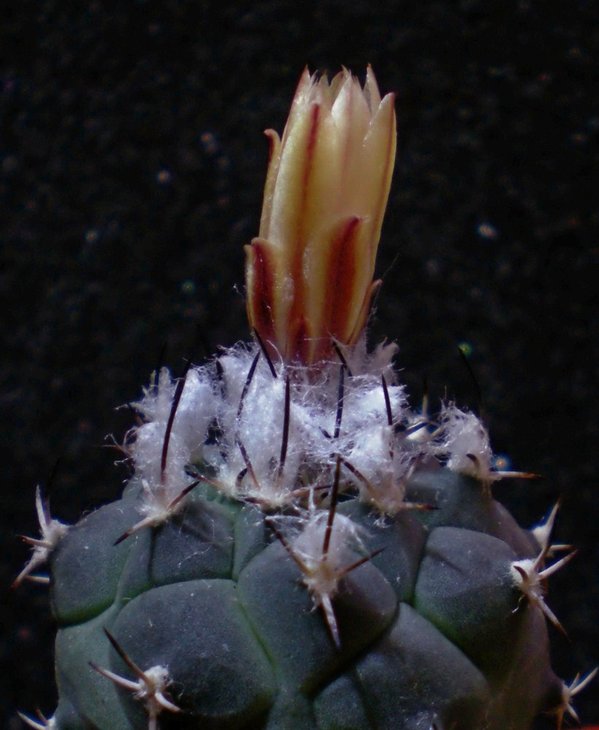 Turbinicarpus lophophoroides-бутон