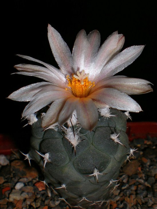 Turbinicarpus lophophoroides