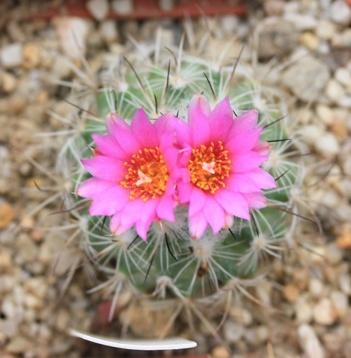 Gymnocactus viereckii