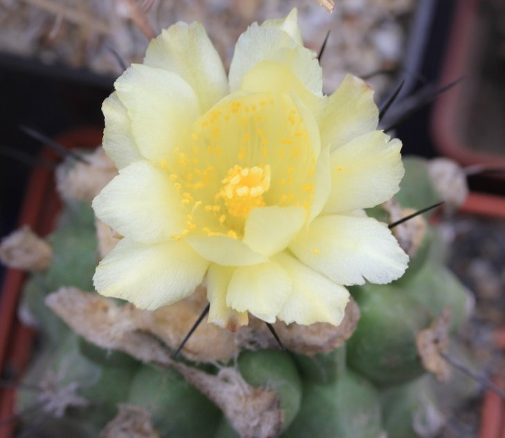 Copiapoa sp.