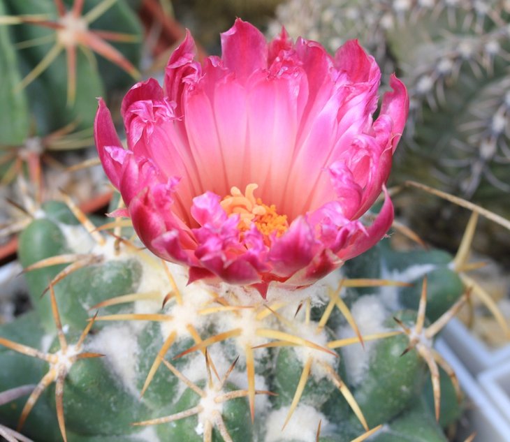 Coryphantha elephantidens