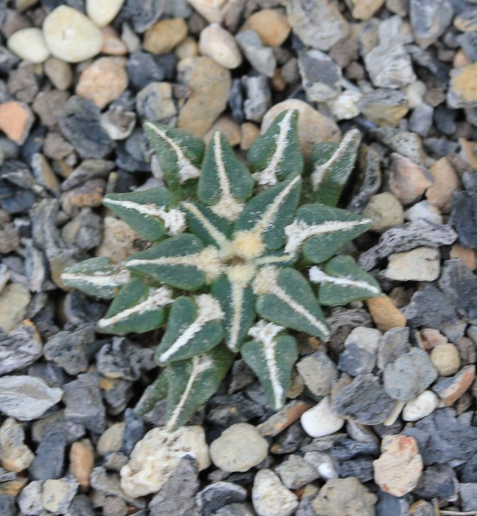 Ariocarpus kotschoubeyanus ssp. sladkovsky