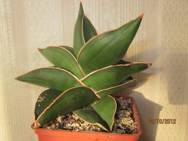 robusta