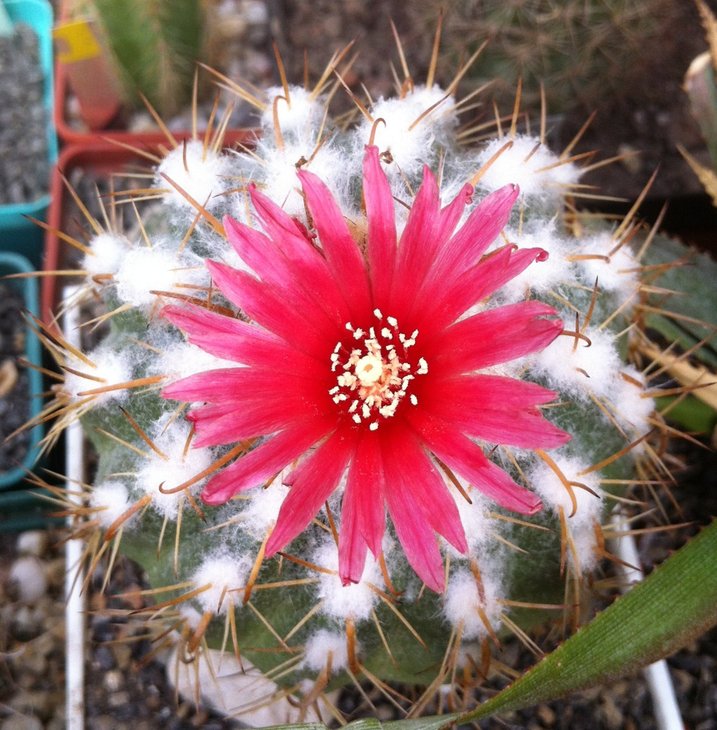 Parodia schwebsiana