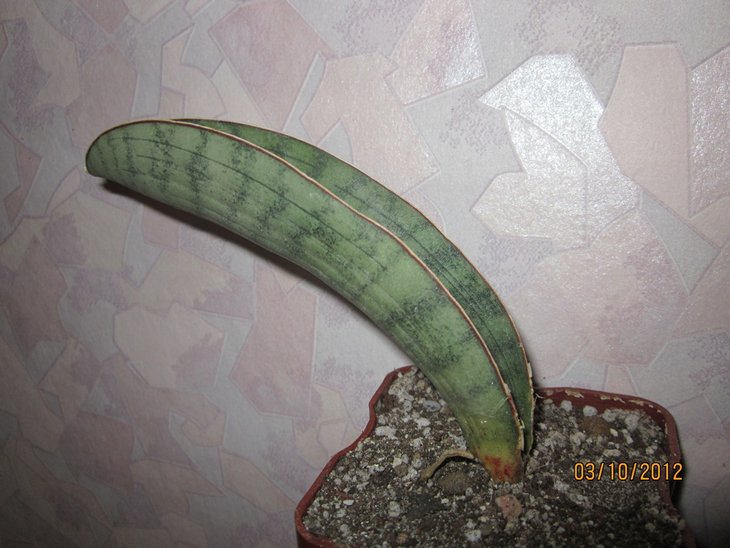 Hallii Silver Bat