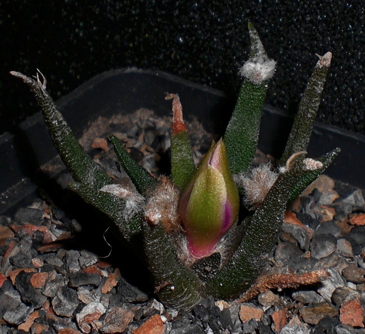 Ariocarpus agavoides
