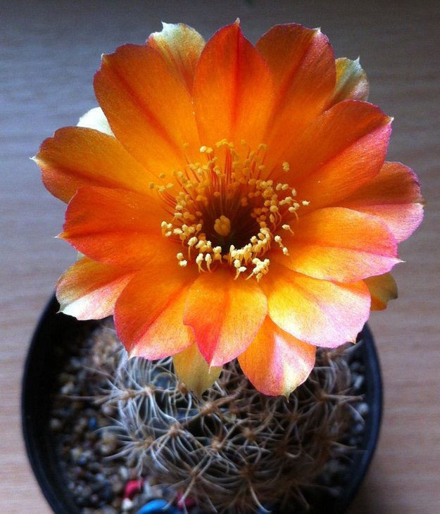 Sulcorebutia verticillacantha hb. первое цветение
