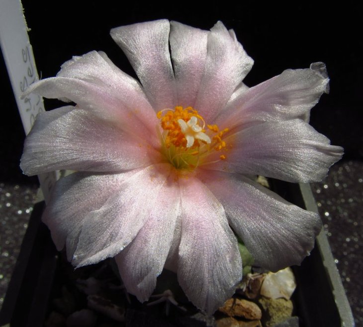 Turbinicarpus lophophoroides
