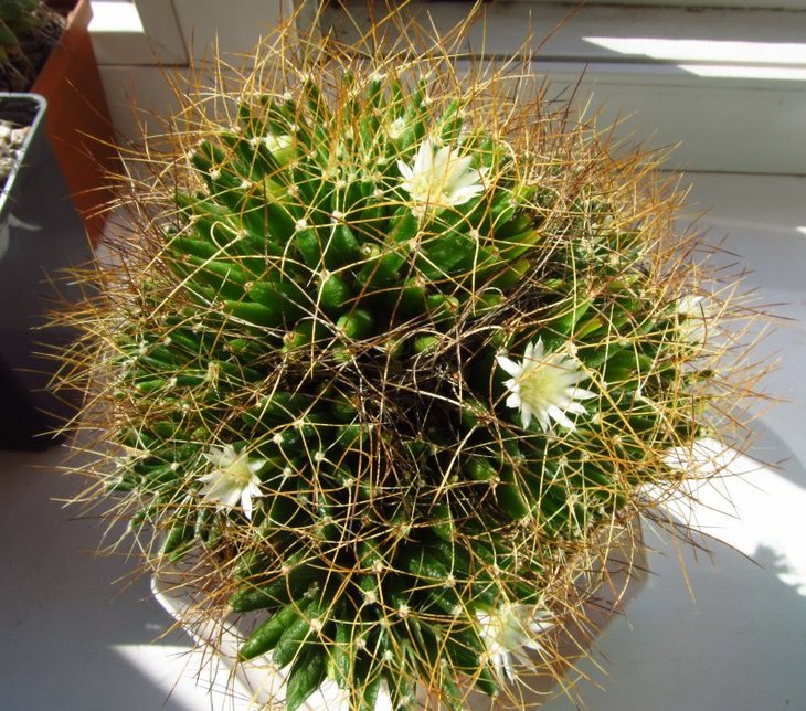 Mammillaria decipiens ssp.camptotricha