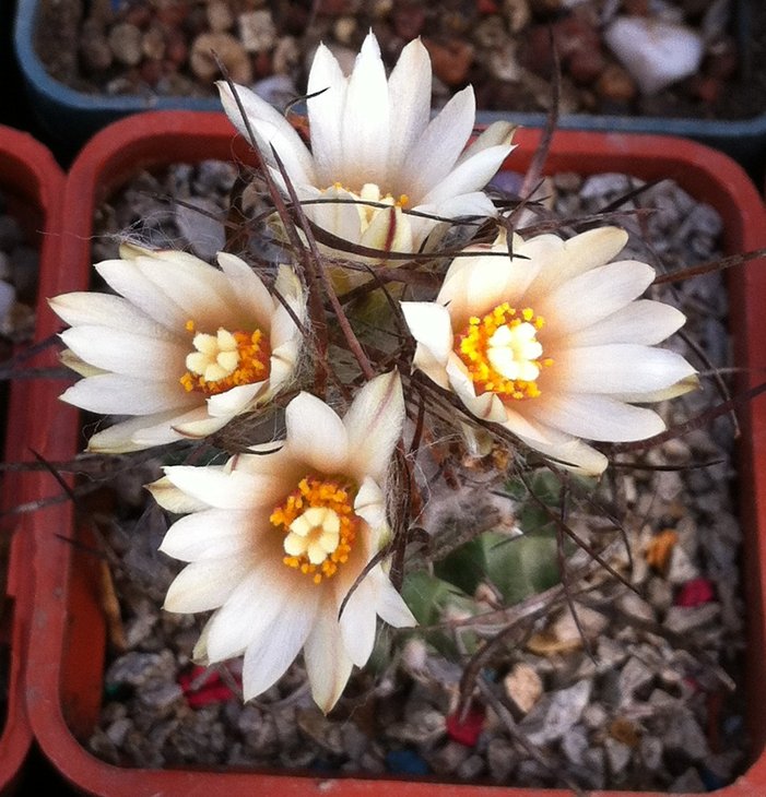 Turbinicarpus gracilis
