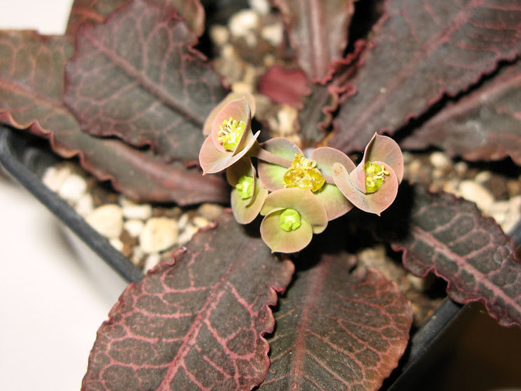 Euphorbia francoisii var. crassicaule