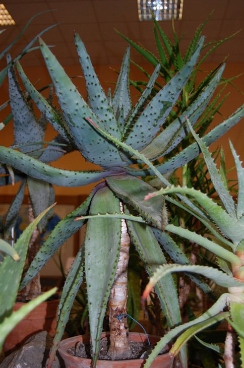 Aloe marlothii A.Berger