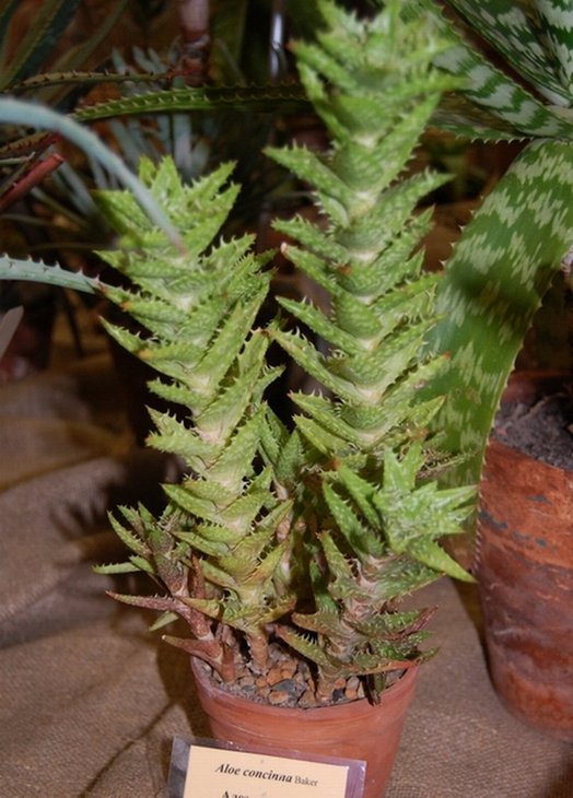 Aloe concinna Baker
