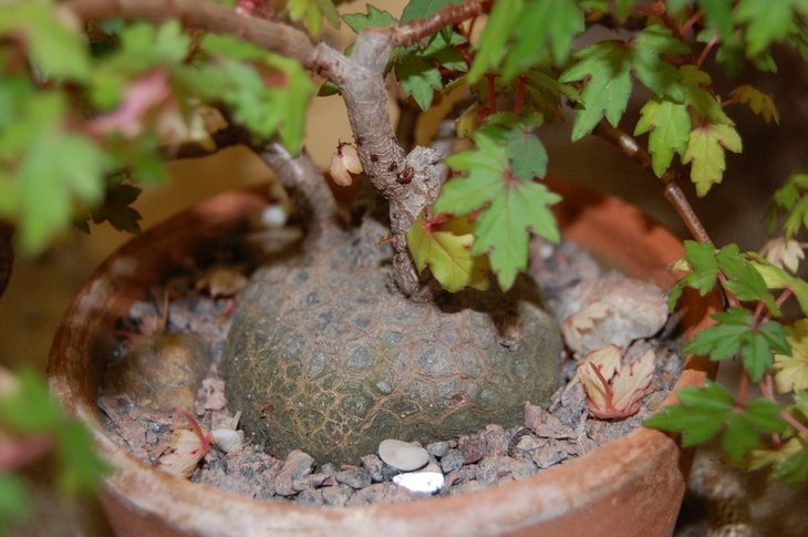 Begonia dregei