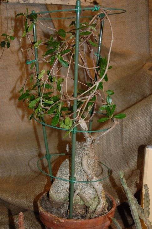 Fockea edulis