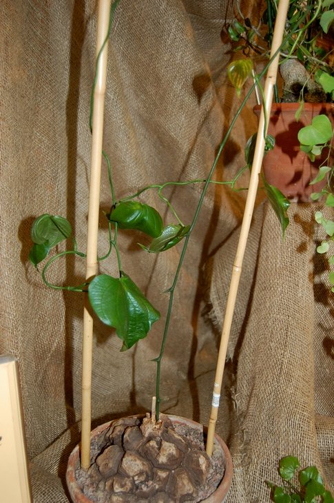 Dioscorea mexicana
