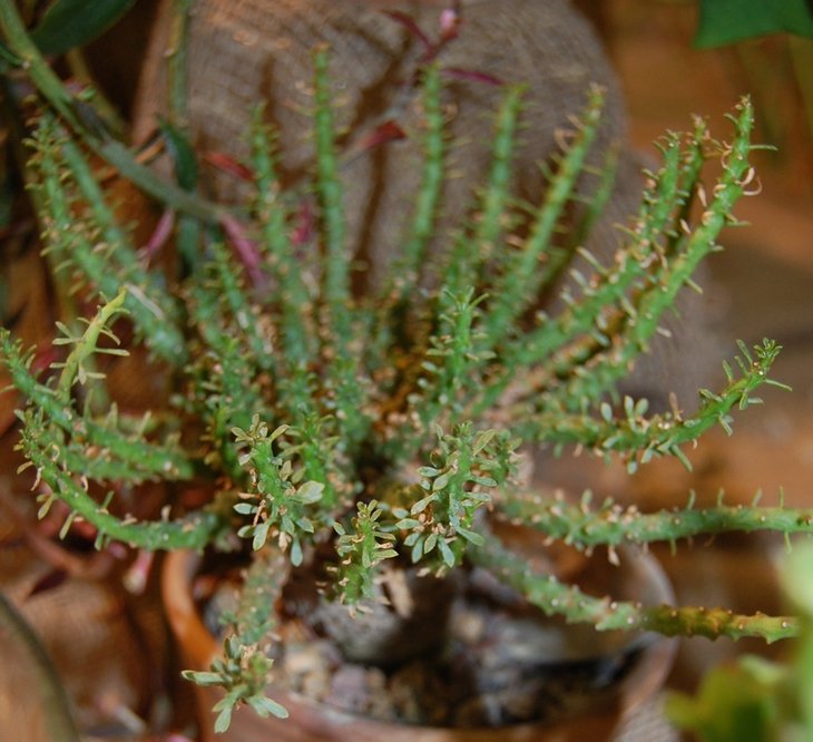 Euphorbia gorgonis Berger