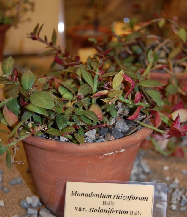 Monadenium rhizoforum var.stoloniferum Bally