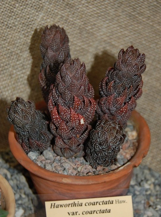 Haworthia coarctata var. coarctata Haw.