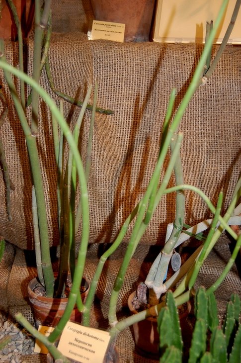 Ceropegia dichotoma Haw.