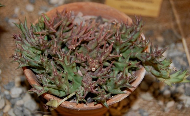 Orbea tapscotti (Verd.) L.C. Leach
