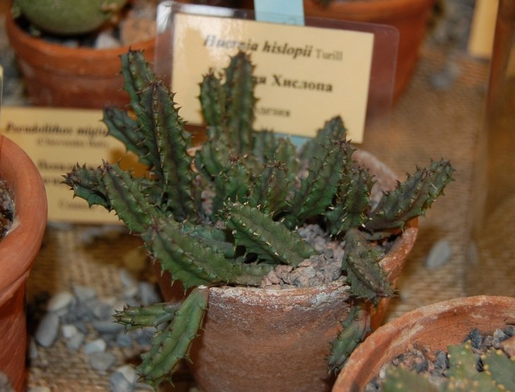 Huernia hislopii