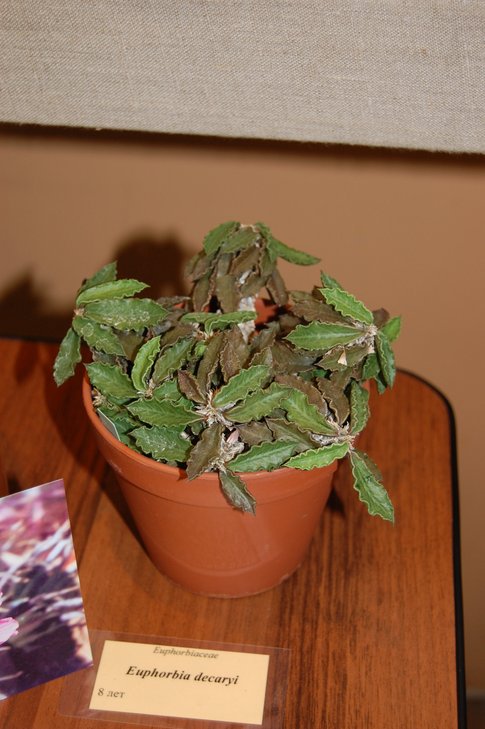 Euphorbia decaryi