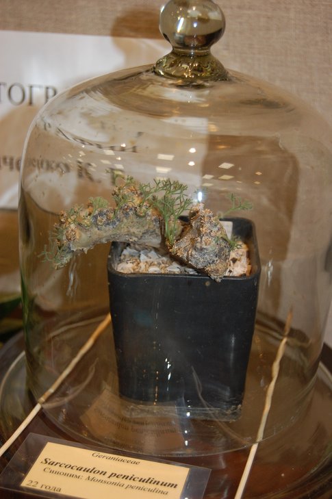 Sarcocaulon peniculinum