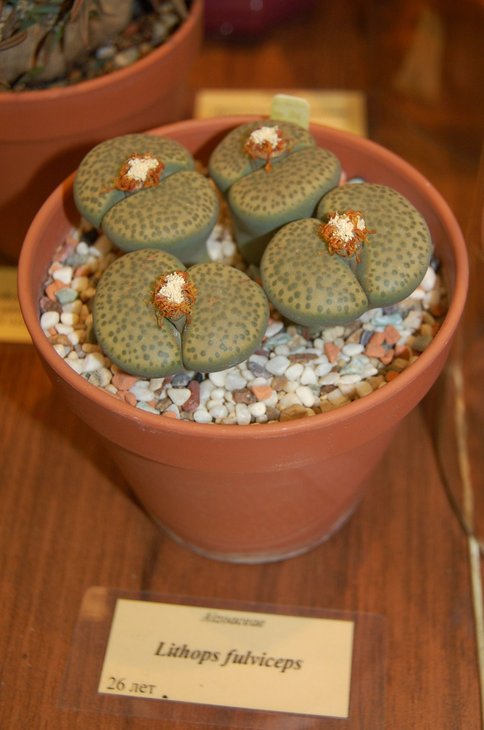 Lithops fulviceps   26.jpg