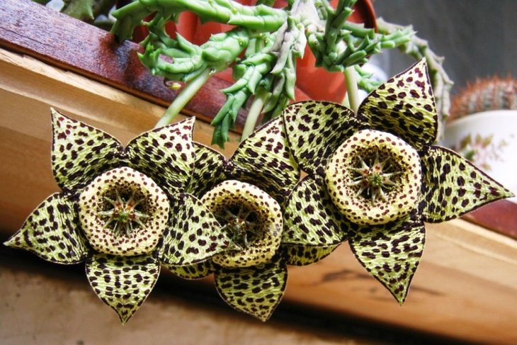 orbea variegata
