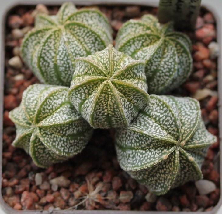A. capricorne v. monterrey x Senasas
