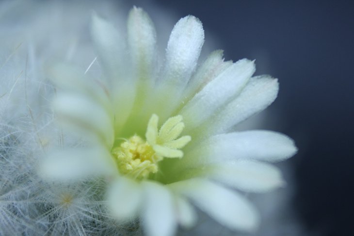 Mammillaria plumosa v. icammol 12-2.JPG