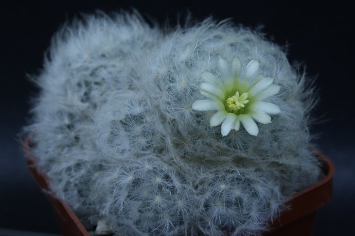 Mammillaria plumosa v. icammol 12-1.JPG