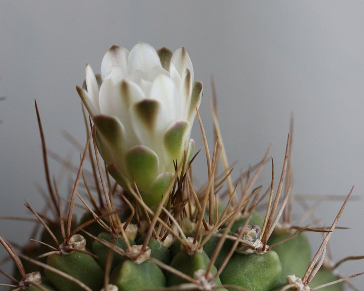 Gymnocalycium anisitsii