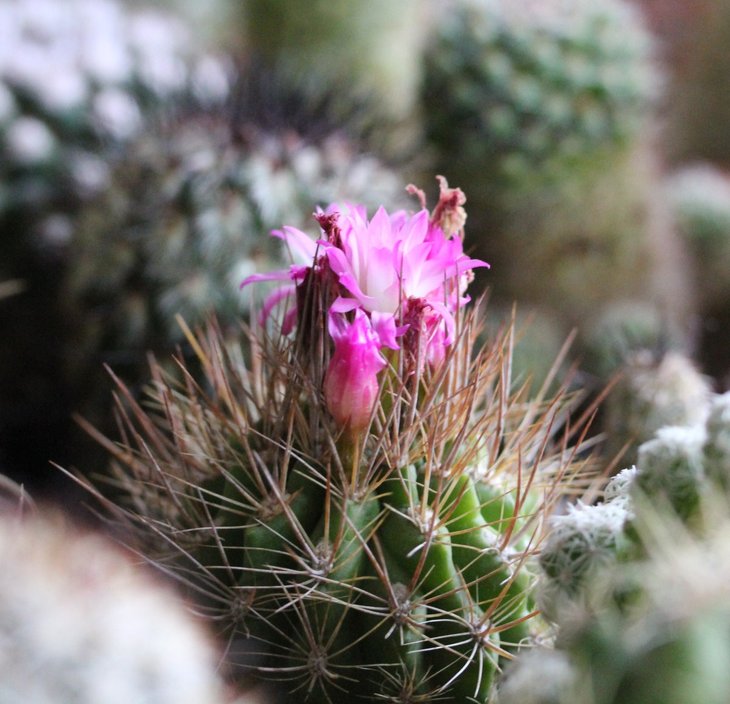 Neochilenia sp.