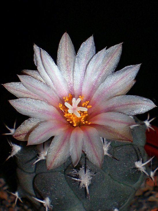 Turbinicarpus lophophoroides