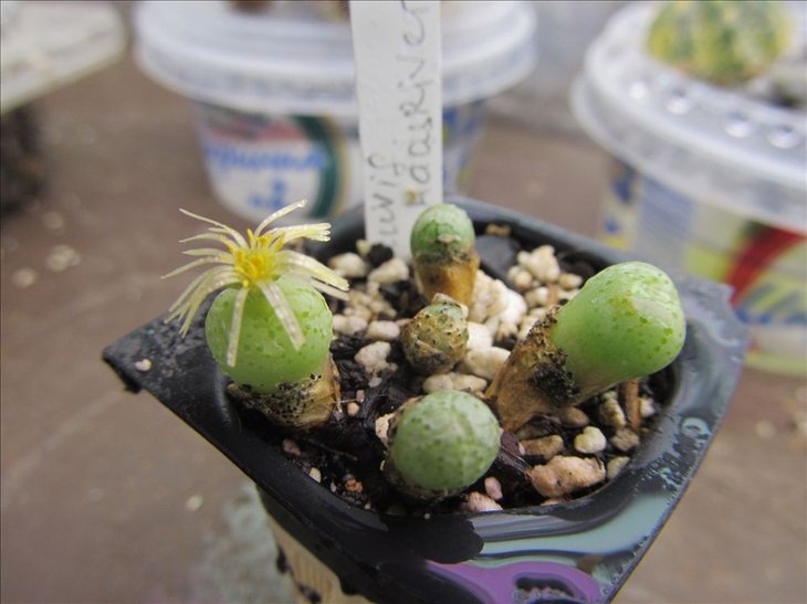 Conophytum uviforme, Haasrivier, SH