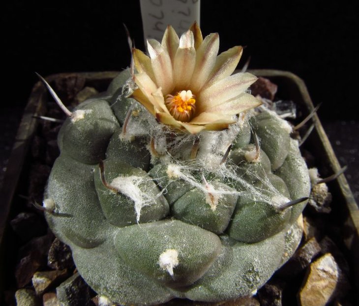 Turbinicarpus jauernigii