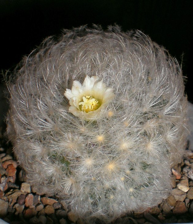 RSCN3817 (1035 x 1200).jpg