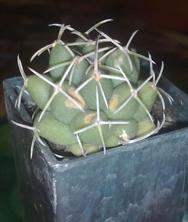 корифанта.jpg