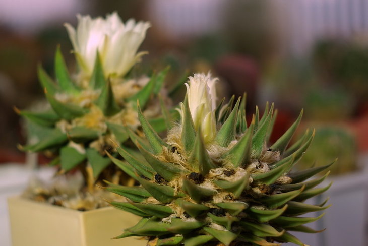 Ariocarpus trigonus