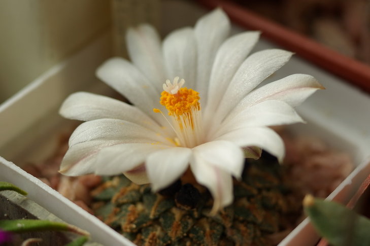 Roseocactus kotschoubeyanus v. albiflorus