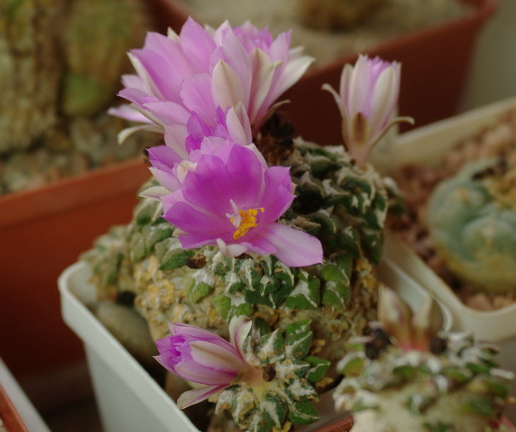 Roseocactus kotschoubeyanus