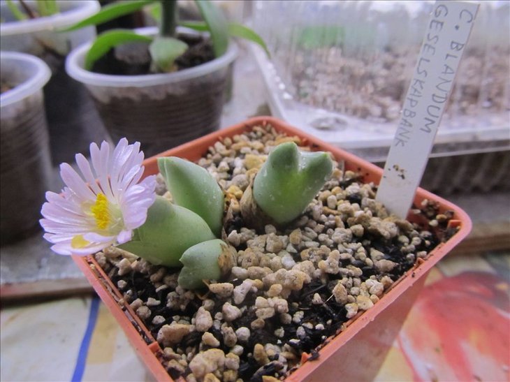 Conophytum blandum, Geselskapbank, SH