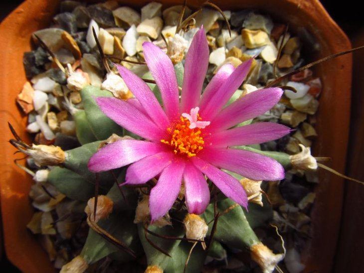 Turbinicarpus alonsoi