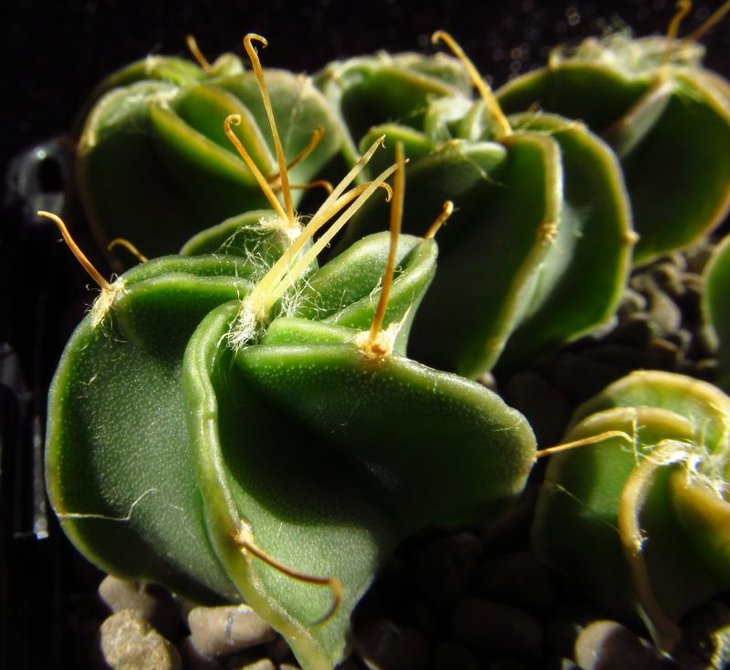 Astrophytum senile v.aureum, посев в августе 2011 года, семена от SPB.