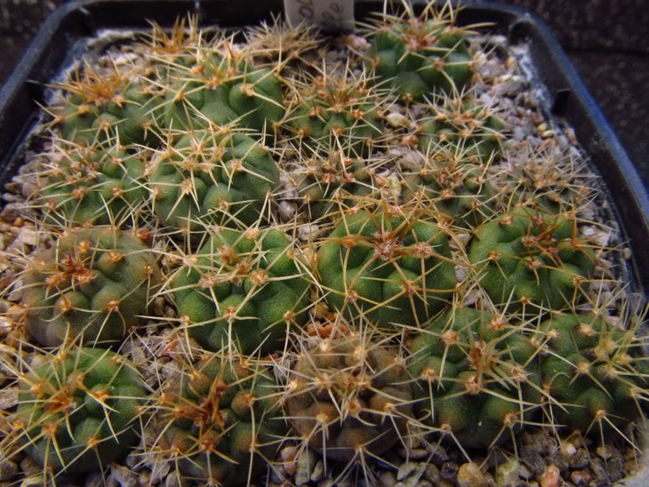 Gymnocalycium monvillei VoS 10-687