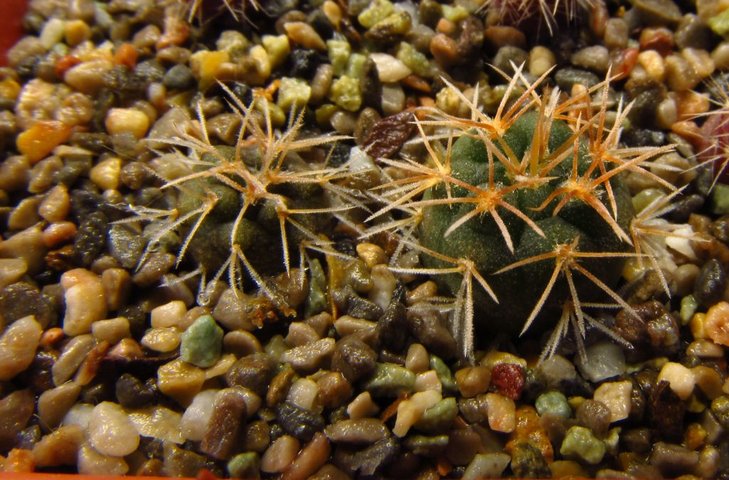 Gymnocalycium parvulum VoS 10-721